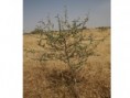 /album/acacia-seyal/acacia-seyal-albero-da-seme-4-anni-jpg/